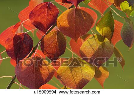 Picture - Chinese Tallow Tree in Autumn. Fotosearch