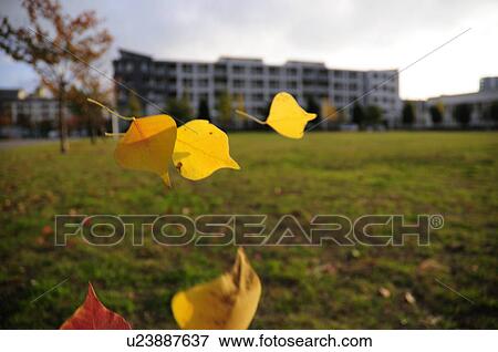Stock Photo - Chinese Tallow Tree Leaves Falling Down. Fotosearch