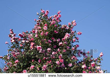 Christmas Camellia View Large Photo Image Stock Image - Christmas Camellia. Fotosearch