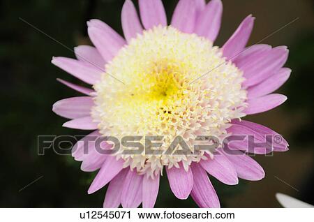 Chrysanthemum Flower View Large Photo Image Stock Image - Chrysanthemum Flower. Fotosearch