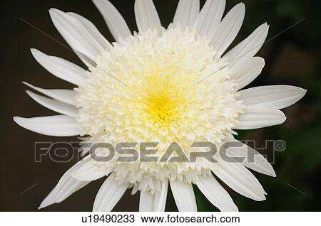 Chrysanthemum Flower View Large Photo Image Stock Image - Chrysanthemum Flower. Fotosearch