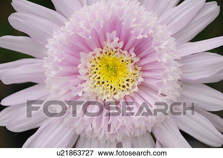 Chrysanthemum Flower View Large Photo Image Stock Photo - Chrysanthemum Flower. Fotosearch