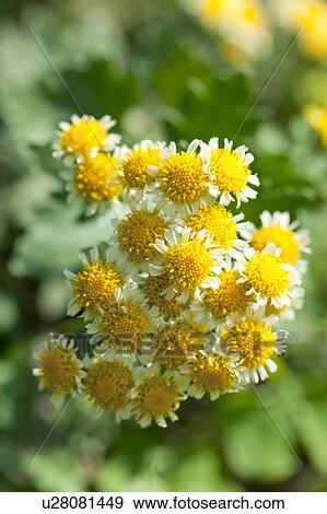 Chrysanthemum pacificum View Large Photo Image Stock Photo - Chrysanthemum pacificum. Fotosearch