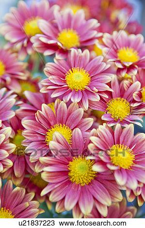 Chrysanthemum View Large Photo Image Stock Image - Chrysanthemum. Fotosearch