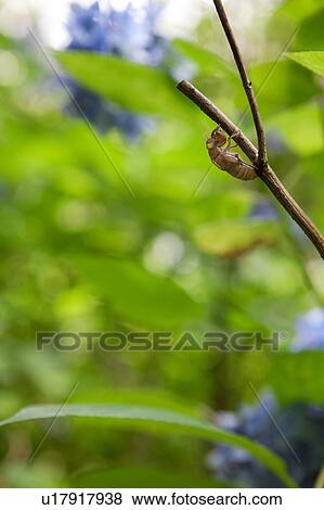Cicada Skin on Branch View Large Photo Image Stock Photo - Cicada Skin on Branch. Fotosearch