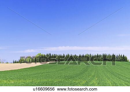 Stock Photograph - Clear Blue Sky Over Field in Spring. Fotosearch