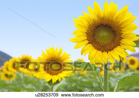 Clear Sky and Sunflowers View Large Photo Image Stock Photo - Clear Sky and Sunflowers. Fotosearch