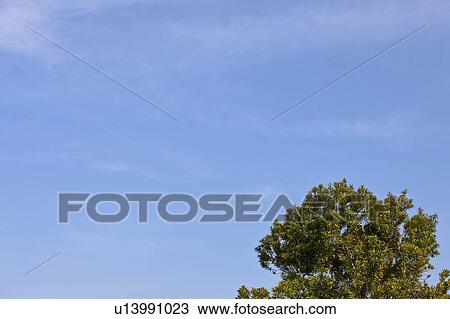 Stock Image - Clear Sky and Treetops. Fotosearch