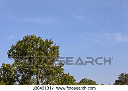 Stock Photo - Clear Sky and Treetops. Fotosearch