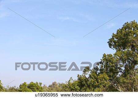 Stock Photography - Clear Sky and Treetops. Fotosearch