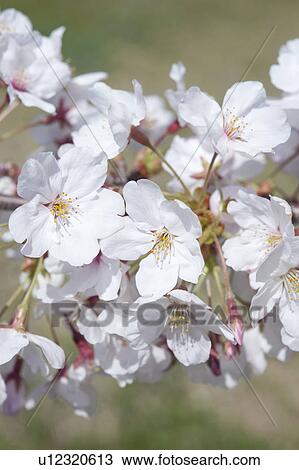 Stock Image - Close-up of Cherry Flowers. Fotosearch