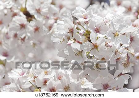 Close-up of Cherry Flowers View Large Photo Image Stock Photo - Close-up of Cherry Flowers. Fotosearch