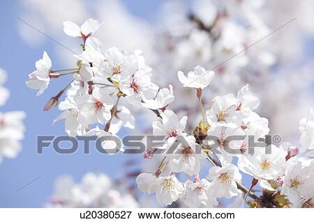 Stock Photo - Close-up of Cherry Flowers. Fotosearch