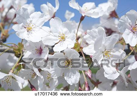 Close-up of Cherry Flowers View Large Photo Image Stock Photograph - Close-up of Cherry Flowers. Fotosearch