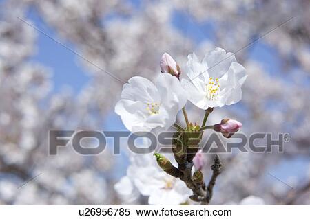 Close-up of Cherry Flowers View Large Photo Image Stock Photography - Close-up of Cherry Flowers. Fotosearch