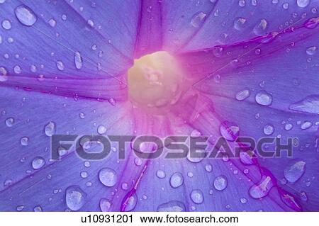 Stock Image - Close Up of Morning Glory. Fotosearch