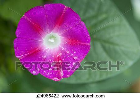 Stock Image - Close Up of Morning Glory. Fotosearch