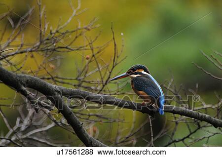 Stock Photo - Common Kingfisher. Fotosearch