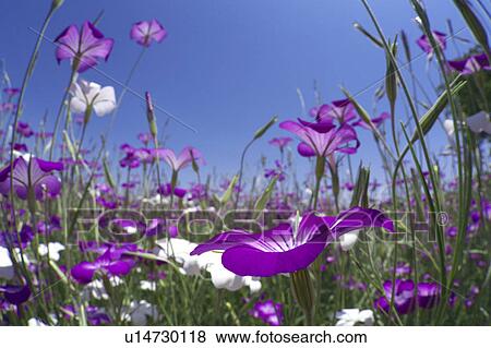 Stock Photo - Corn Cockle (Agrostemma githago) Field, Tokyo, Honshu, Japan. Fotosearch