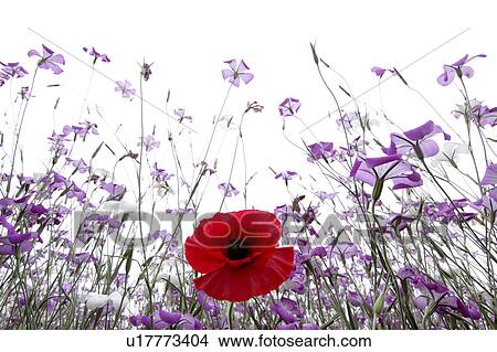 Corn poppy View Large Photo Image Picture - Corn poppy. Fotosearch