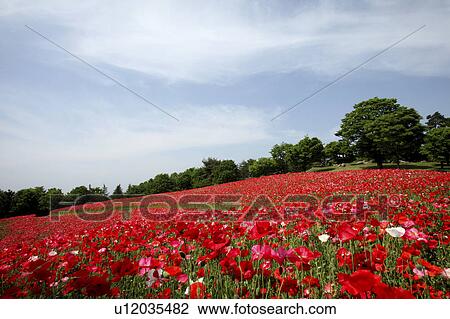 Corn poppy View Large Photo Image Stock Image - Corn poppy. Fotosearch
