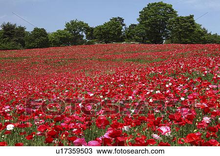 Stock Image - Corn poppy. Fotosearch