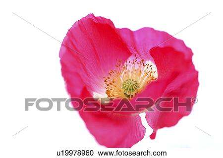 Stock Image - Corn poppy. Fotosearch