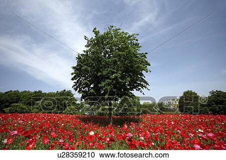 Corn poppy View Large Photo Image Stock Image - Corn poppy. Fotosearch