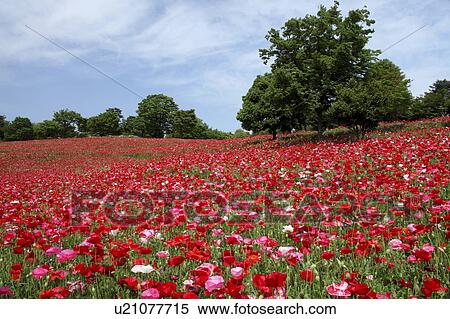 Stock Photography - Corn poppy. Fotosearch