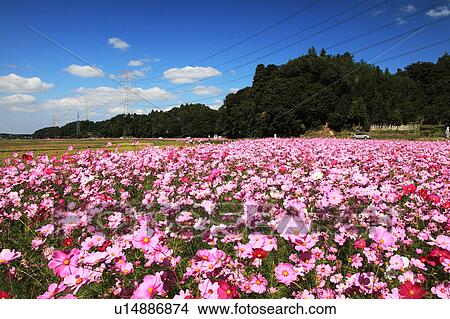 Cosmos flower, Chiba Prefecture, Honshu, Japan View Large Photo Image Picture - Cosmos flower, Chiba Prefecture, Honshu, Japan. Fotosearch