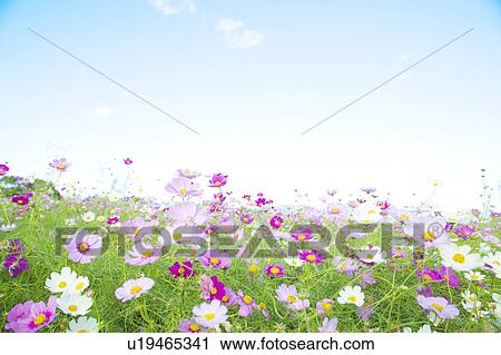 Cosmos Flower Field View Large Photo Image Stock Image - Cosmos Flower Field. Fotosearch