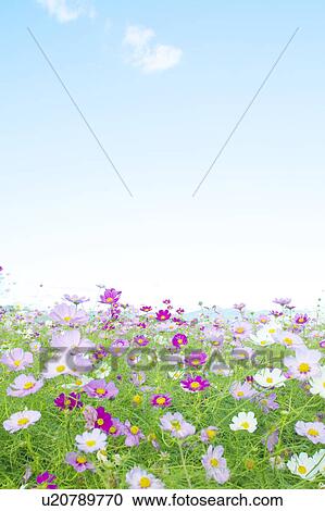 Cosmos Flower Field View Large Photo Image Stock Image - Cosmos Flower Field. Fotosearch
