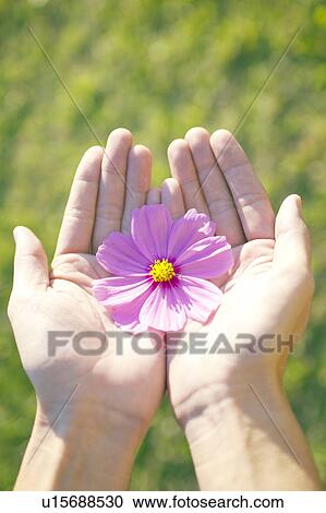 Cosmos Flower in Cupped Hands View Large Photo Image Stock Image - Cosmos Flower in Cupped Hands. Fotosearch