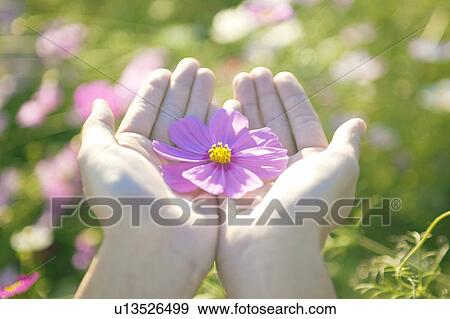 Cosmos Flower in Cupped Hands View Large Photo Image Stock Photo - Cosmos Flower in Cupped Hands. Fotosearch