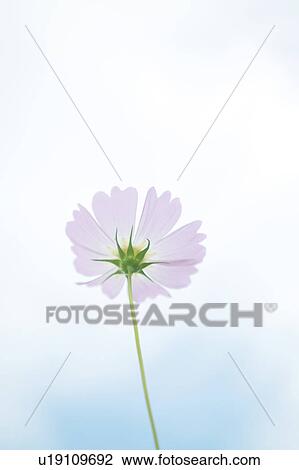 Cosmos Flower View Large Photo Image Stock Image - Cosmos Flower. Fotosearch