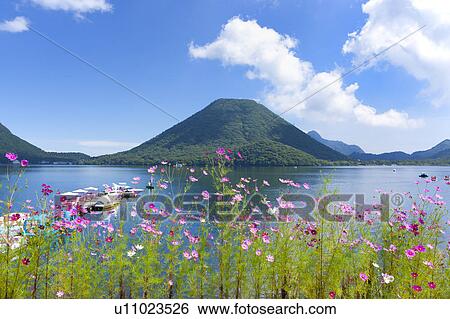 Cosmos flowers and Lake Haruna, Gunma Prefecture, Honshu, Japan View Large Photo Image Stock Photograph - Cosmos flowers and Lake Haruna, Gunma Prefecture, Honshu, Japan. Fotosearch