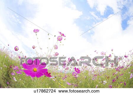 Cosmos Flowers View Large Photo Image Picture - Cosmos Flowers. Fotosearch