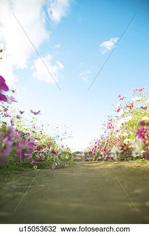 Cosmos Flowers View Large Photo Image Stock Image - Cosmos Flowers. Fotosearch