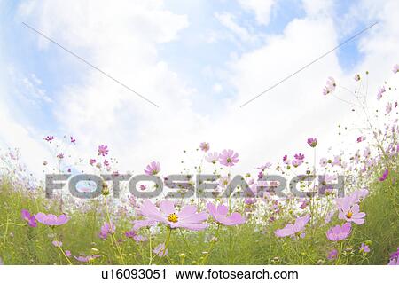 Stock Image - Cosmos Flowers. Fotosearch