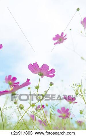 Cosmos Flowers View Large Photo Image Stock Image - Cosmos Flowers. Fotosearch