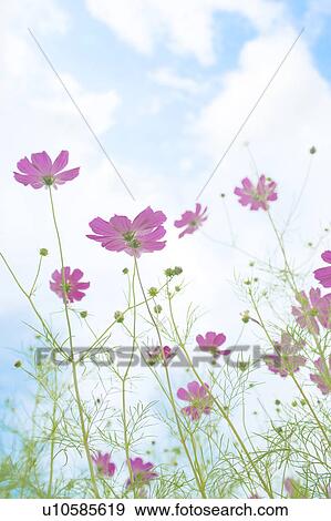 Cosmos Flowers View Large Photo Image Stock Photo - Cosmos Flowers. Fotosearch