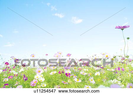 Stock Photo - Cosmos Flowers. Fotosearch