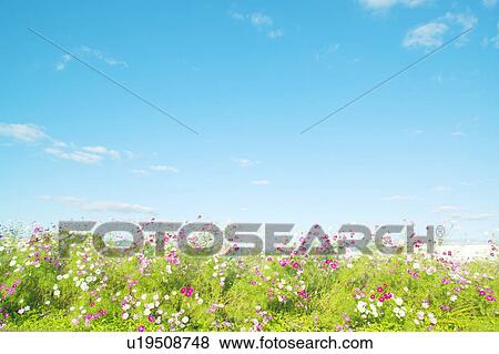 Stock Photo - Cosmos Flowers. Fotosearch