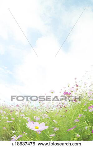 Stock Photograph - Cosmos Flowers. Fotosearch