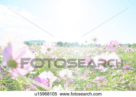 Stock Photography - Cosmos Flowers. Fotosearch