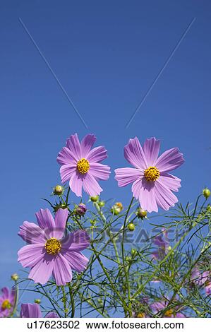 Cosmos View Large Photo Image Stock Image - Cosmos. Fotosearch