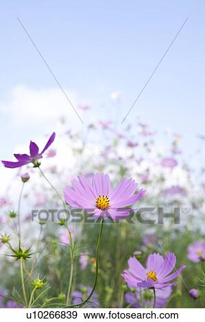 Cosmos View Large Photo Image Stock Photo - Cosmos. Fotosearch