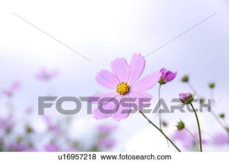 Stock Photo - Cosmos. Fotosearch