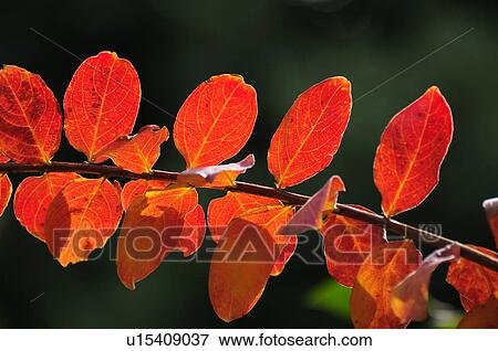 Crape Myrtle View Large Photo Image Stock Photo - Crape Myrtle. Fotosearch