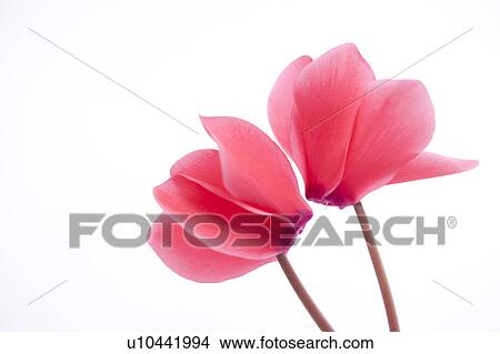 Cyclamen View Large Photo Image Picture - Cyclamen. Fotosearch